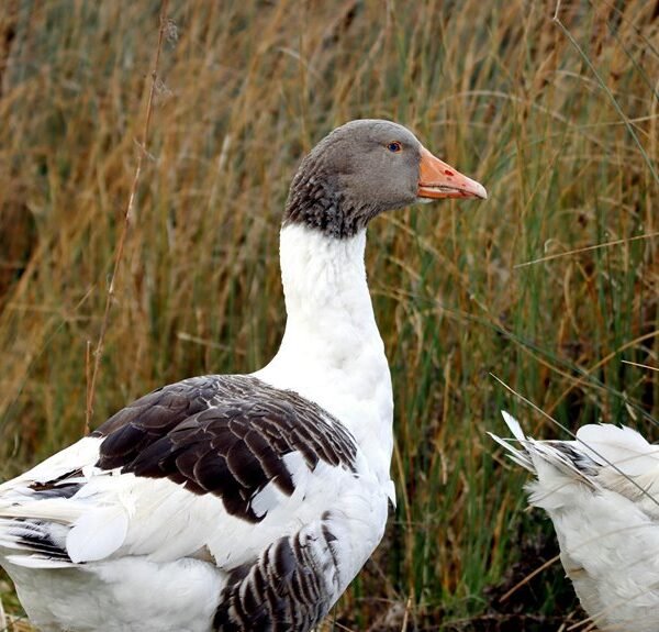 eavyomwez profile summary