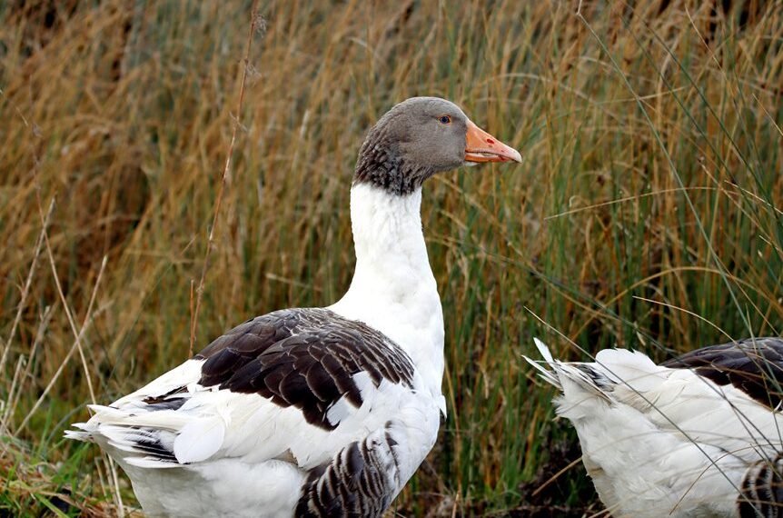 faidiesel profile and overview