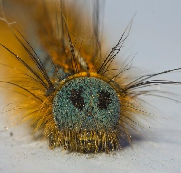 fixing klupzo333 bug errors